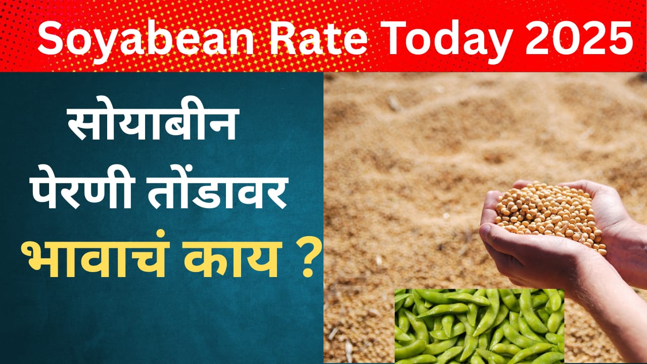 Soyabean Rate Today 2025 :सोयाबीन पेरणी तोंडावर ; भावाचं काय ?